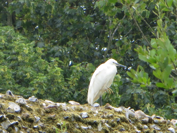 Bury St Edmunds Abbey Gardens 09.07.18 (3)