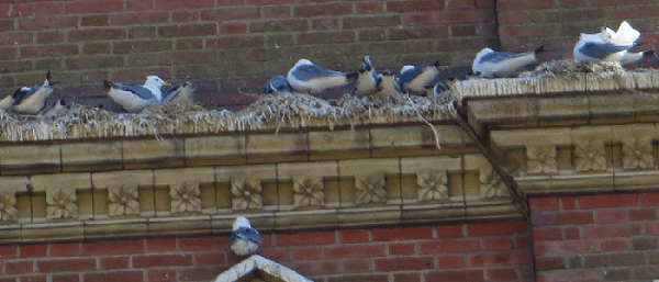 Kittiwakes