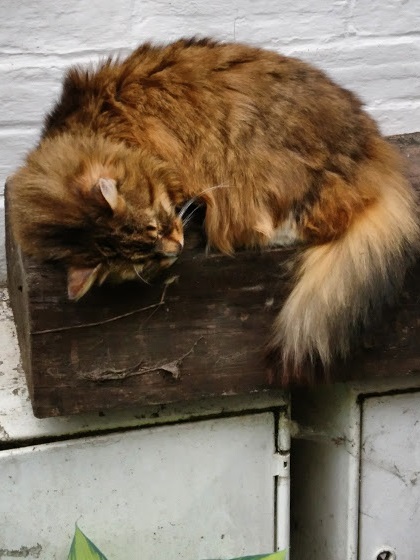 IMG_20190505_165616_859b